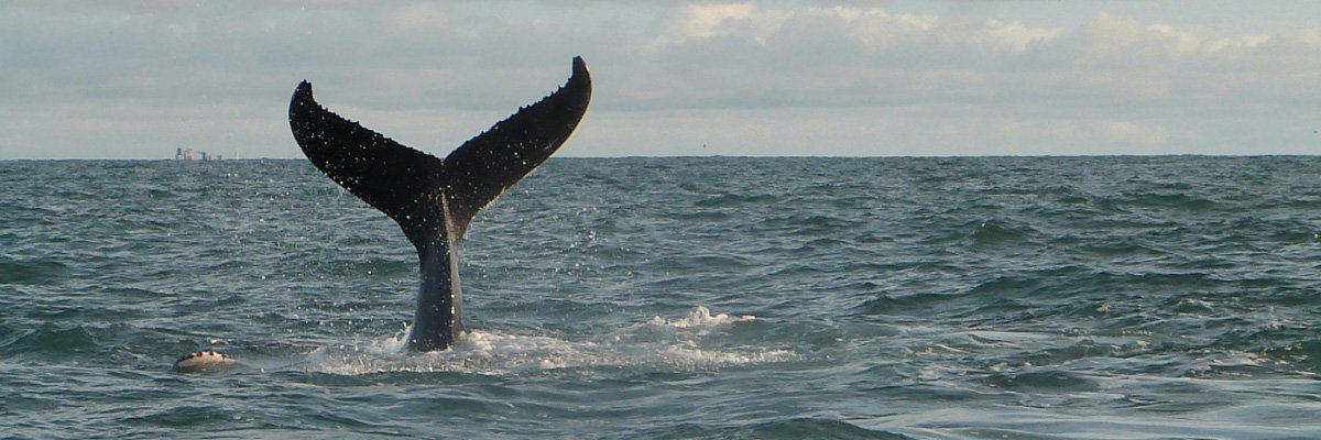 Avistamiento de ballenas en Máncora  en Piura